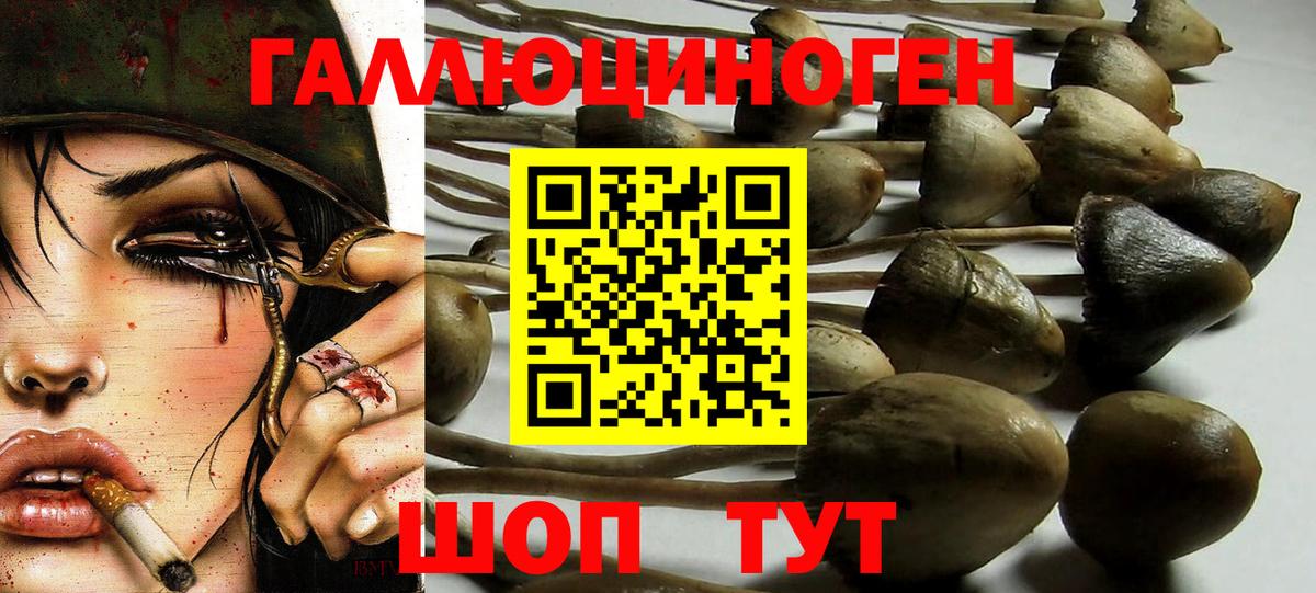 Галлюциногенные грибы Psilocybe Каменск-Уральский